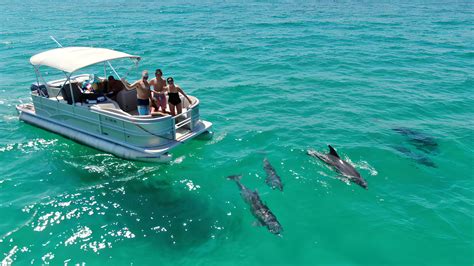 dolphin manatee tour near me